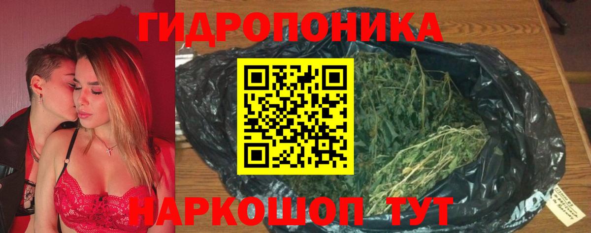Каннабис OG Kush Ессентуки